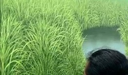 芦苇地在线观看,在线观看，探寻生命与自然的诗意交响