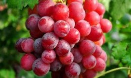 爆料提子视频大全最新网站,海量资源一网打尽