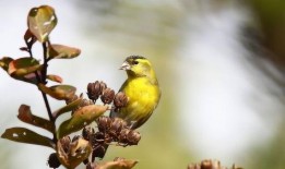 黄雀在线观看,揭秘网络世界的神秘力量