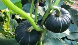 吃瓜网红周圆圆,吃瓜网红的崛起与影响力