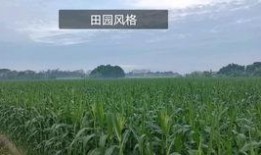 芦苇地在线观看,在线观看，探寻生命与自然的诗意交响