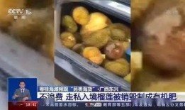 榴莲鱼臭蛋爆料视频,揭秘网络爆红视频背后的惊人真相