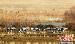 白枕鹤被爆料的视频是真的吗,白枕鹤爆料视频真实性揭秘