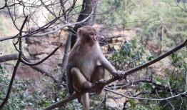 吃瓜长的像猴子的网红,吃瓜长成猴子的网红现象揭秘！”