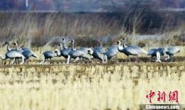 白枕鹤被爆料的视频是真的吗,白枕鹤爆料视频真实性揭秘