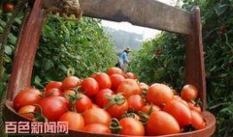 布鲁可12弹最新爆料小番茄,小番茄角色揭秘，精彩剧情引期待