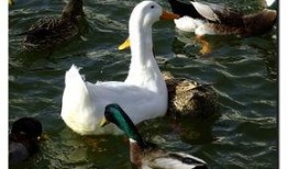 鸭王电影在线观看免费,揭秘网络观影新潮流