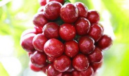 爆料提子视频大全最新网站,海量资源一网打尽